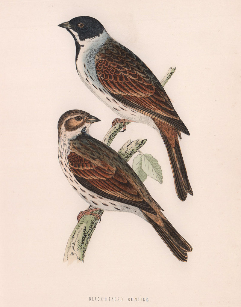 Black-headed Bunting. Morris's British Birds. Antique colour print 1870