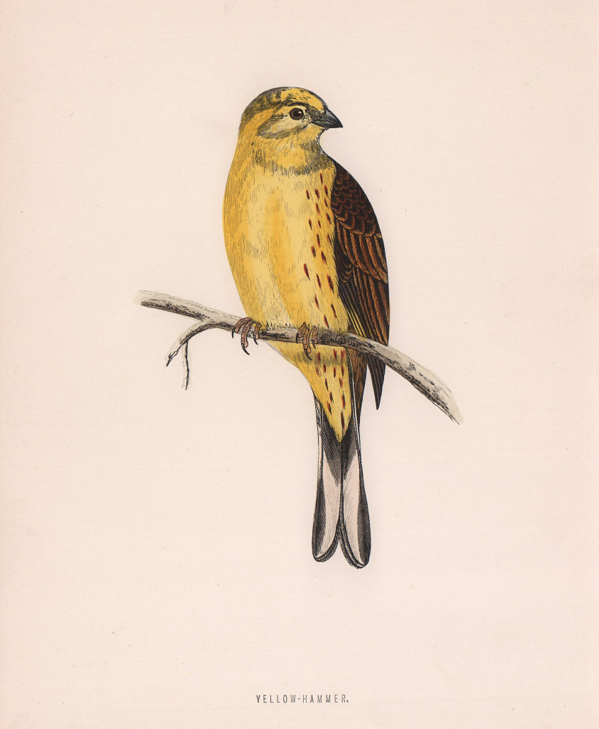 Yellow-Hammer. Morris's British Birds. Antique colour print 1870 old