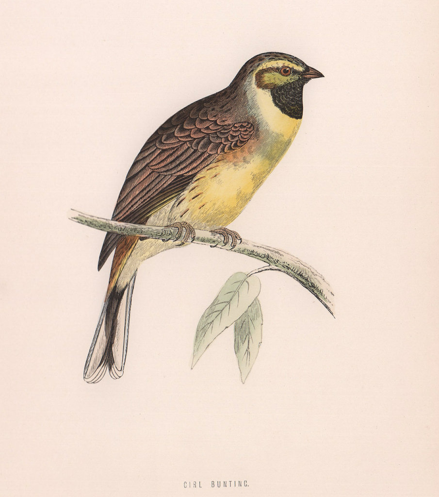 Cirl Bunting. Morris's British Birds. Antique colour print 1870 old