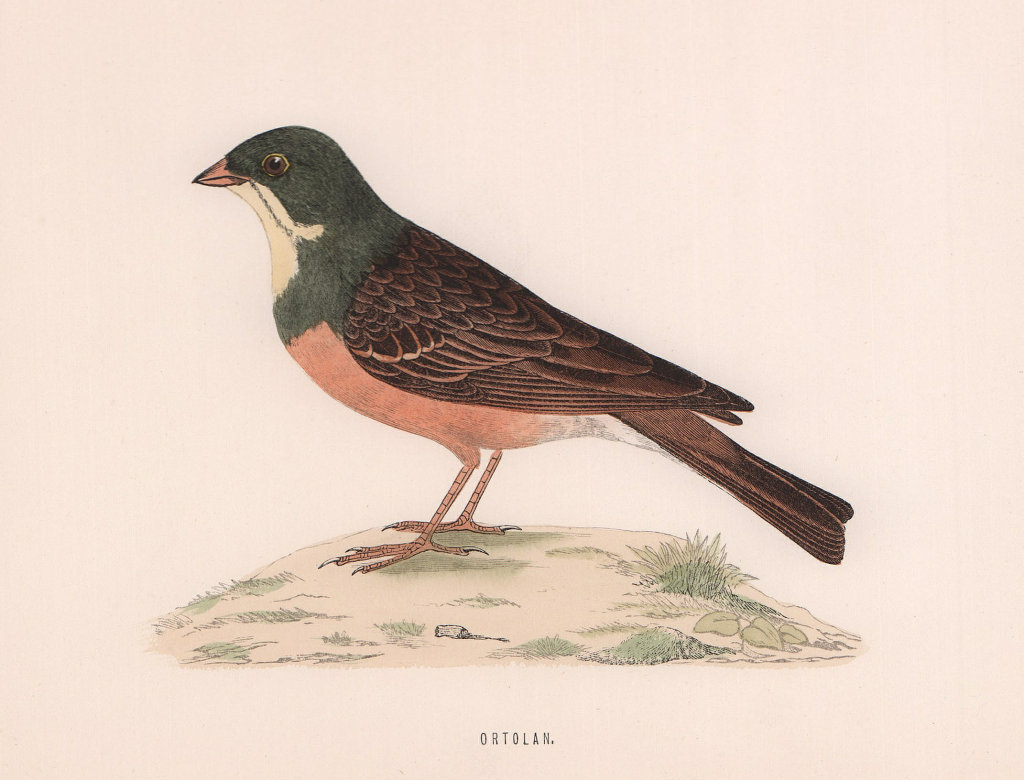 Ortolan. Morris's British Birds. Antique colour print 1870 old