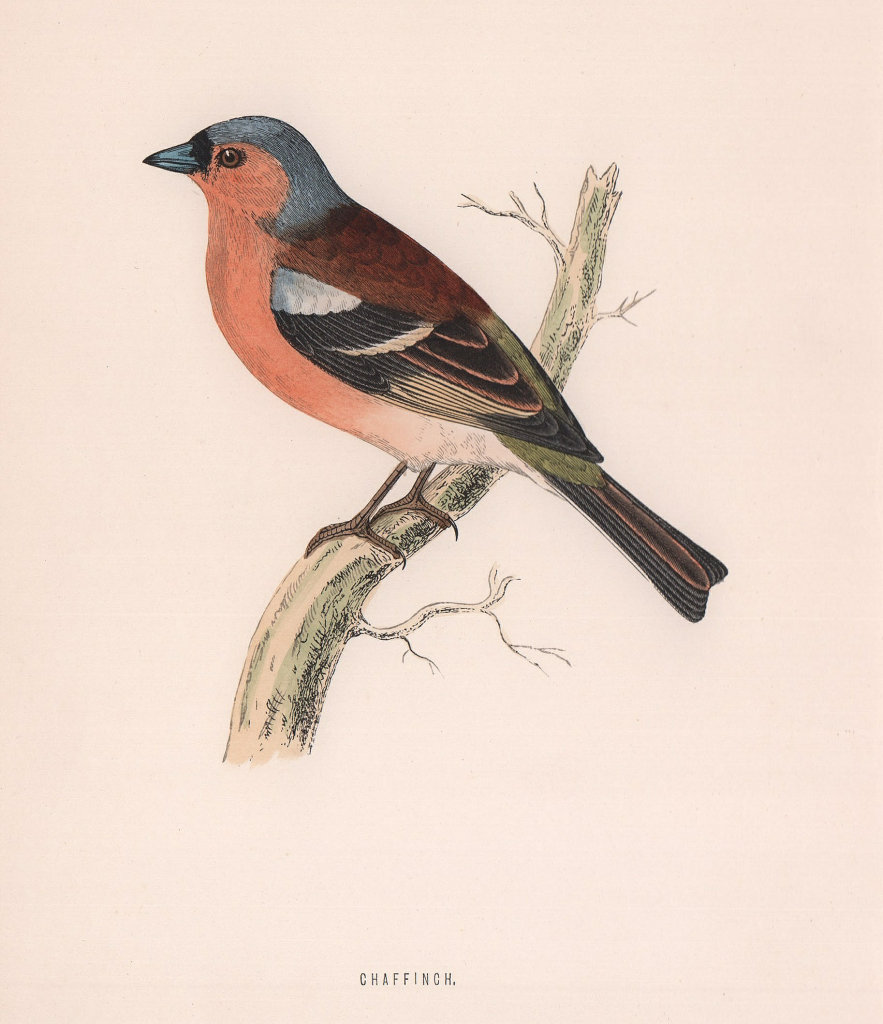 Associate Product Chaffinch. Morris's British Birds. Antique colour print 1870 old