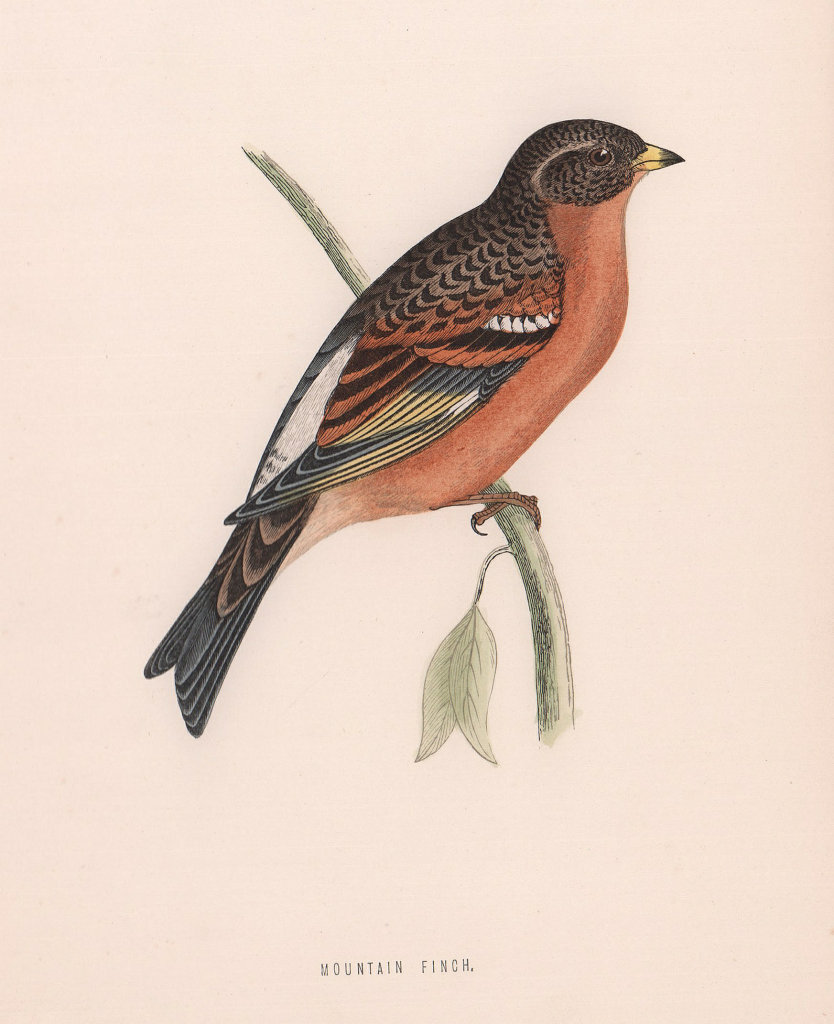 Mountain Finch. Morris's British Birds. Antique colour print 1870 old