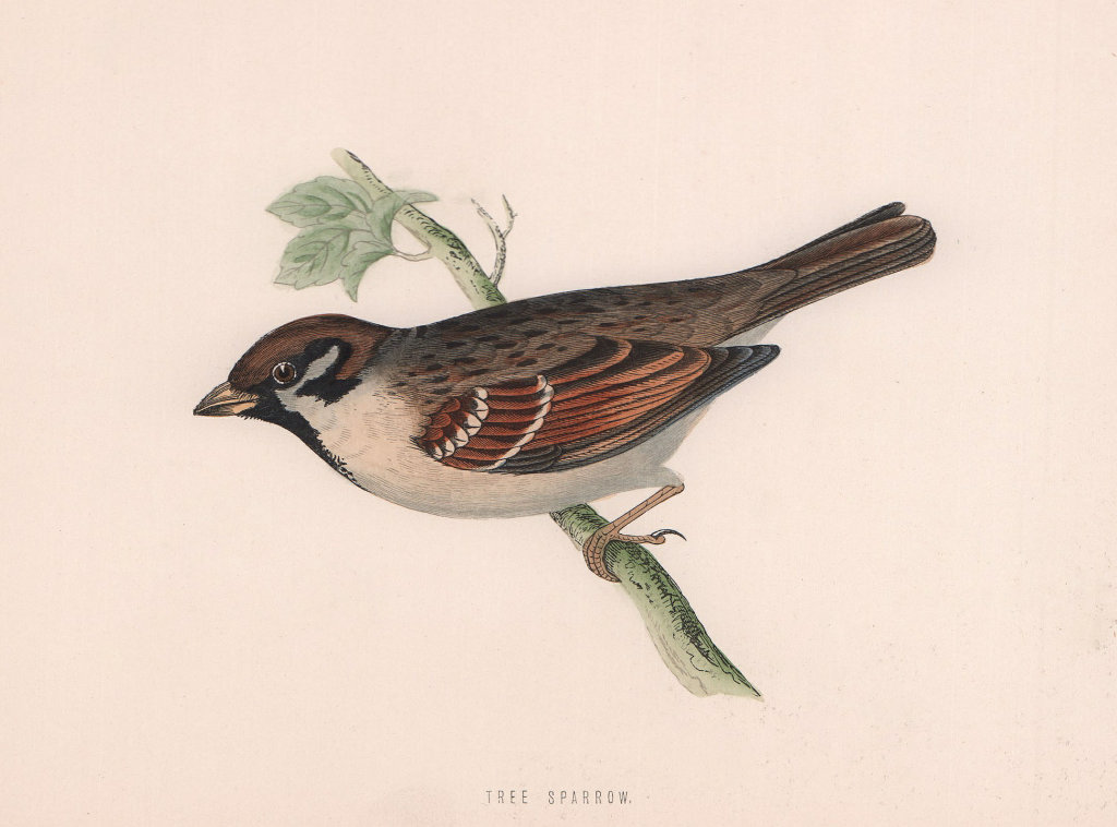 Tree Sparrow. Morris's British Birds. Antique colour print 1870 old