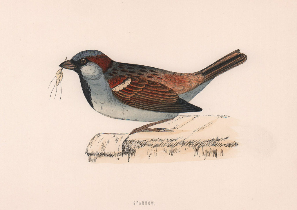 Sparrow. Morris's British Birds. Antique colour print 1870 old