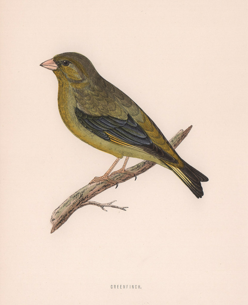Greenfinch. Morris's British Birds. Antique colour print 1870 old