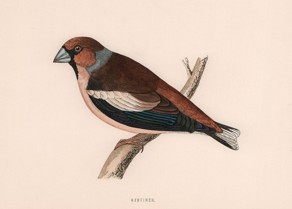 Hawfinch. Morris's British Birds. Antique colour print 1870 old