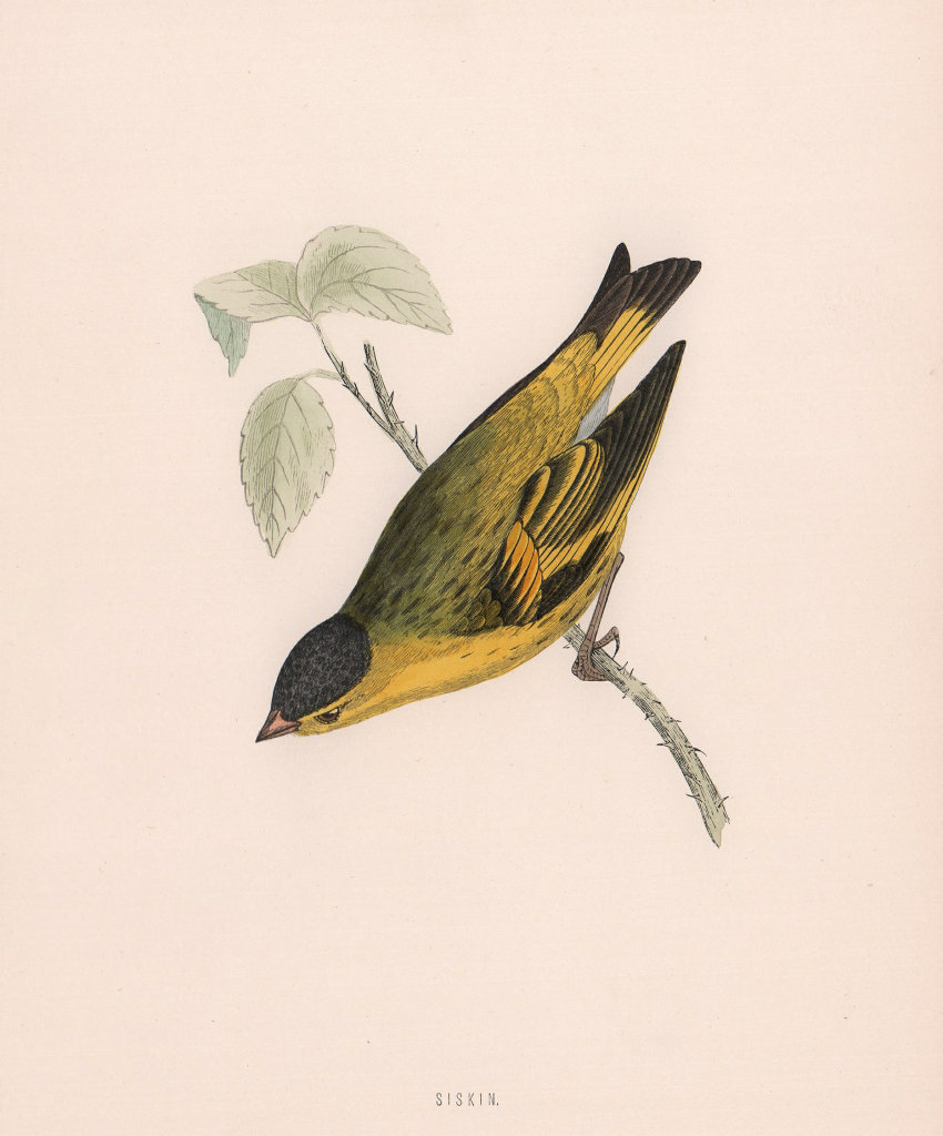 Associate Product Siskin. Morris's British Birds. Antique colour print 1870 old