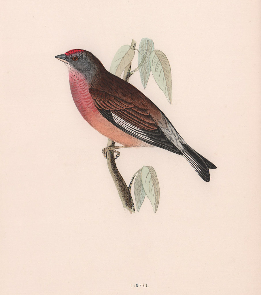 Associate Product Linnet. Morris's British Birds. Antique colour print 1870 old