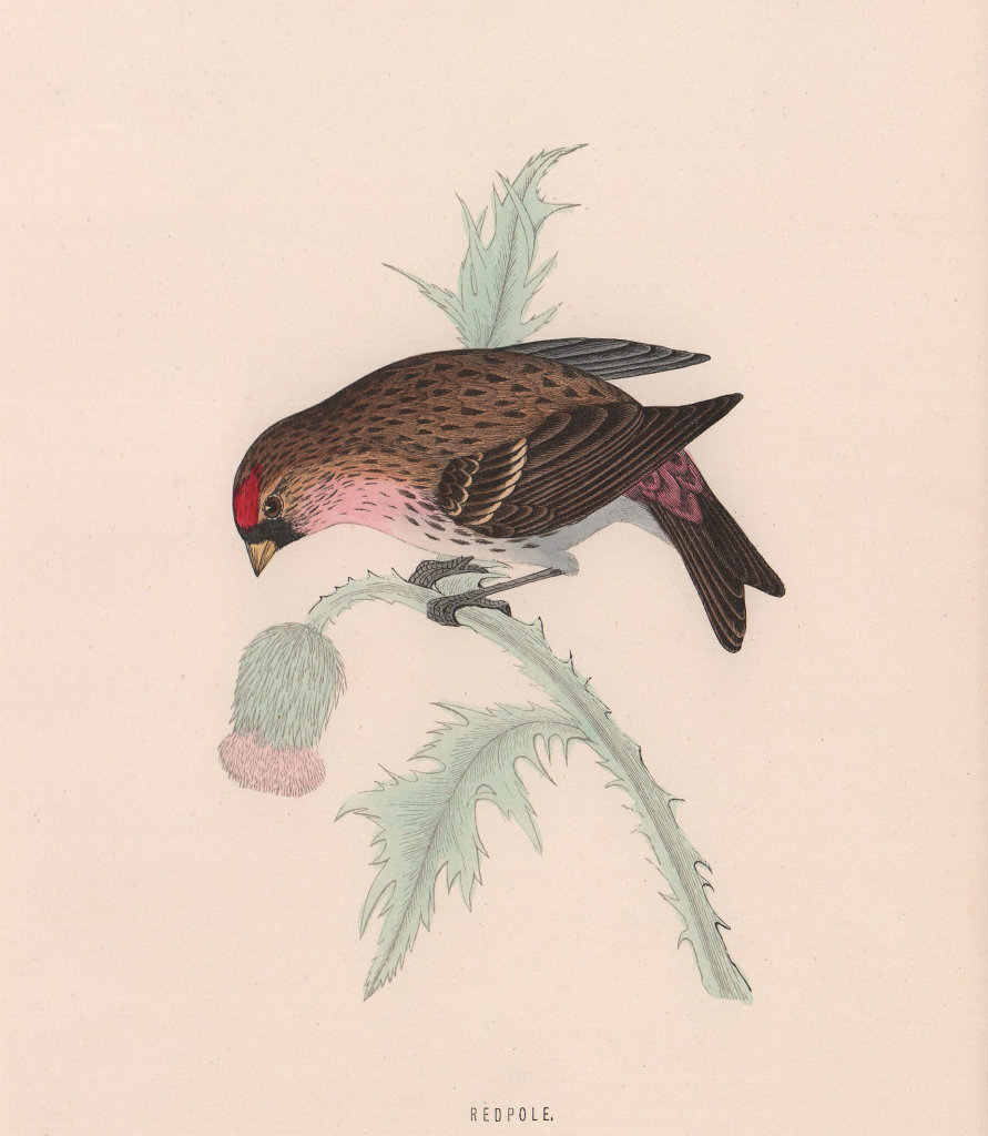 Redpole. Morris's British Birds. Antique colour print 1870 old