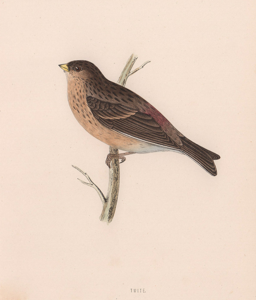 Twite. Morris's British Birds. Antique colour print 1870 old