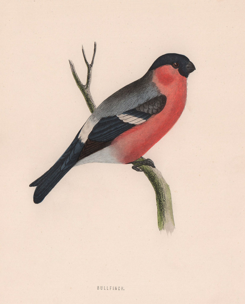 Associate Product Bullfinch. Morris's British Birds. Antique colour print 1870 old