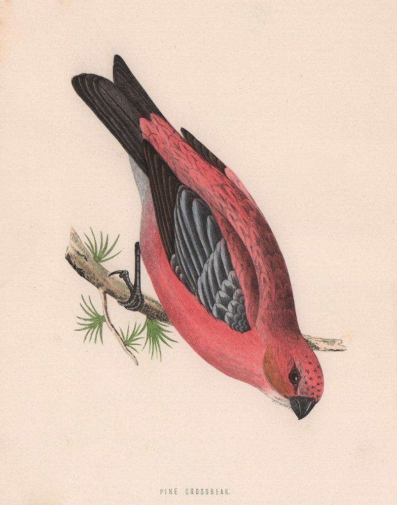 Pine Grossbeak. Morris's British Birds. Antique colour print 1870 old