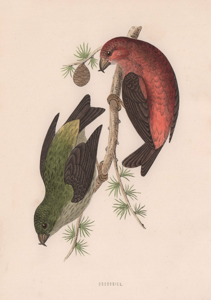 Crossbill. Morris's British Birds. Antique colour print 1870 old