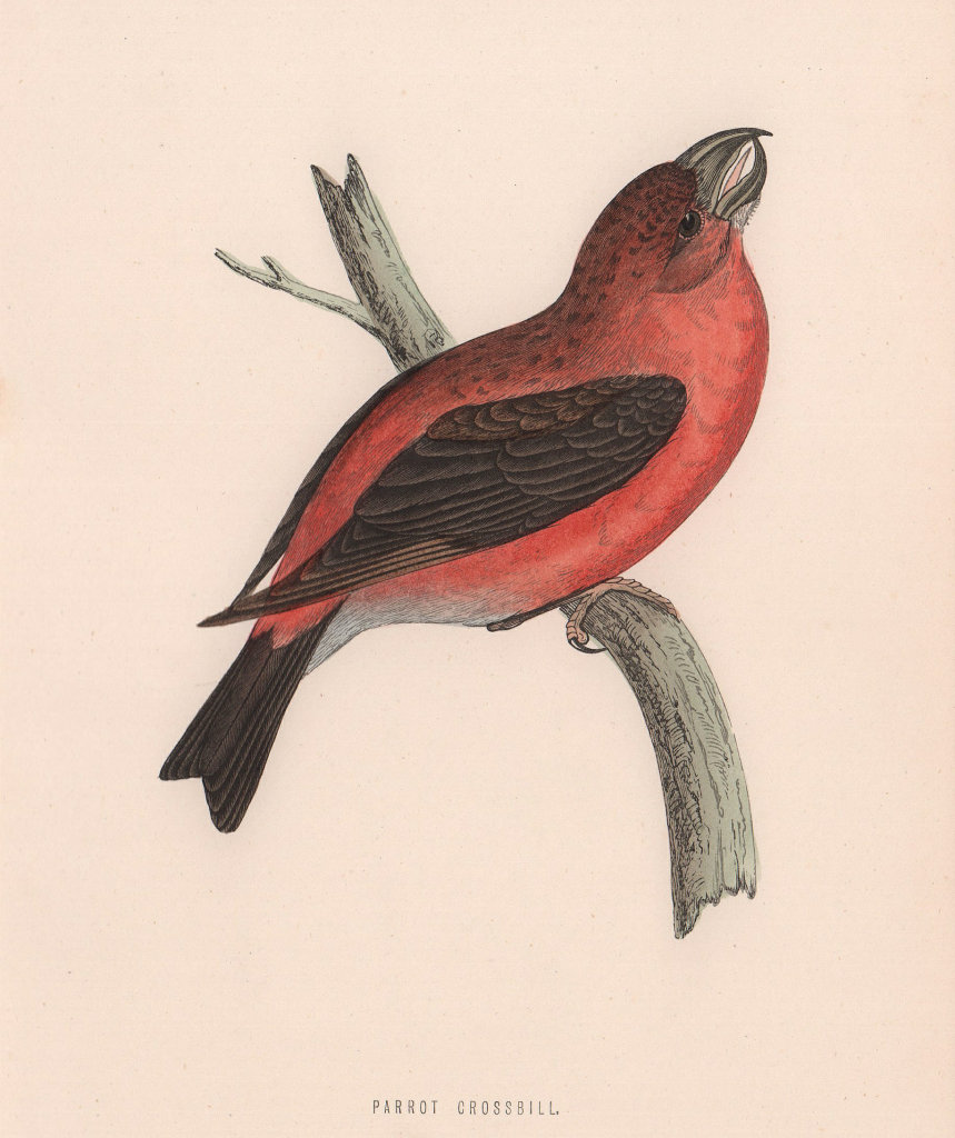Parrot Crossbill. Morris's British Birds. Antique colour print 1870 old