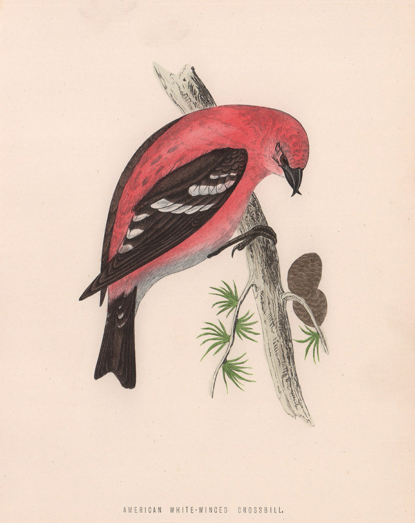 American White-Winged Crossbill. Morris's British Birds. Antique print 1870