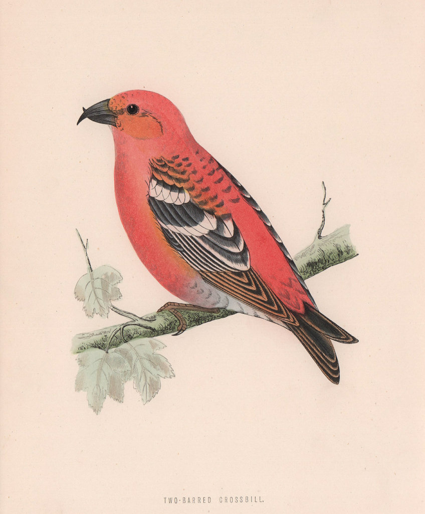 Two-barred Crossbill. Morris's British Birds. Antique colour print 1870