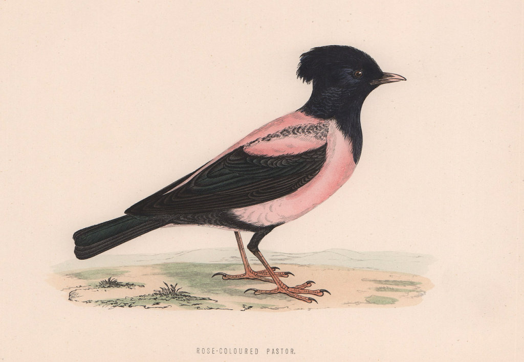 Rose-coloured Pastor. Morris's British Birds. Antique colour print 1870