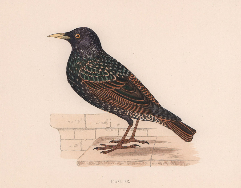 Starling. Morris's British Birds. Antique colour print 1870 old