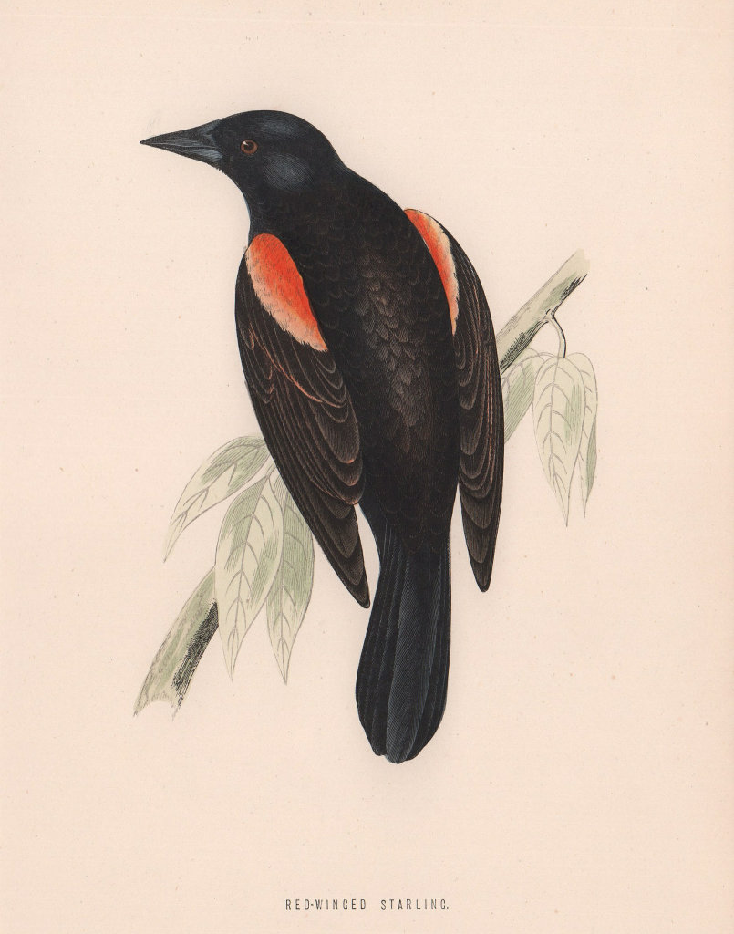 Red-winged Starling. Morris's British Birds. Antique colour print 1870