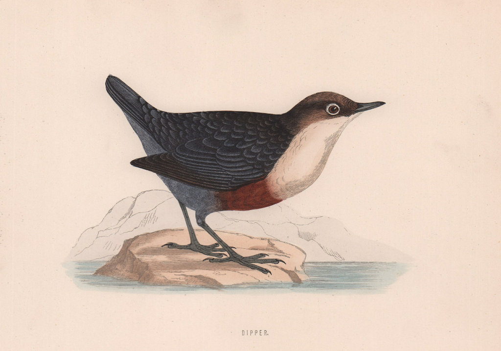 Associate Product Dipper. Morris's British Birds. Antique colour print 1870 old