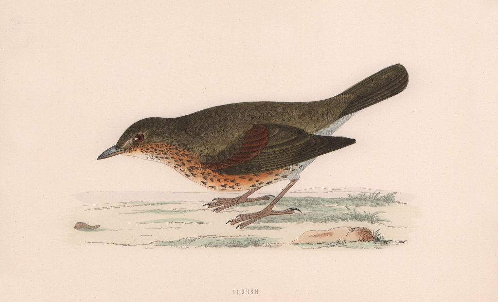 Thrush. Morris's British Birds. Antique colour print 1870 old