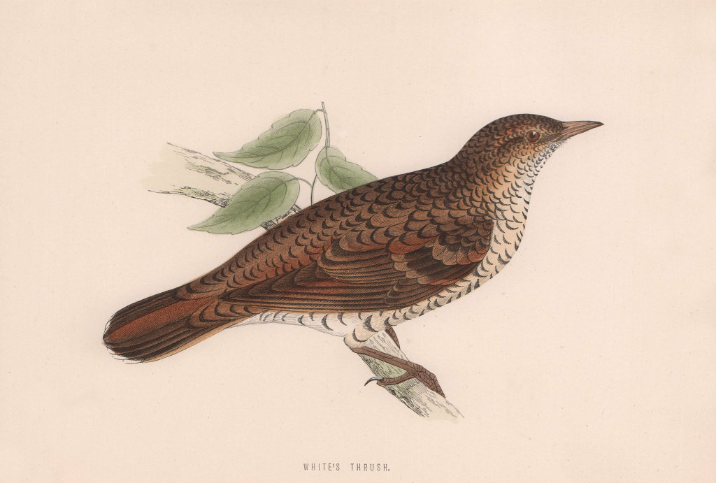 White's Thrush. Morris's British Birds. Antique colour print 1870 old