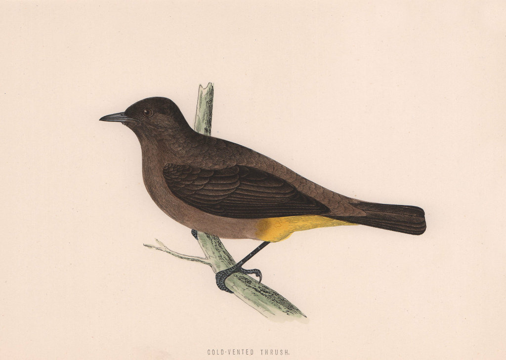 Gold-Vented Thrush. Morris's British Birds. Antique colour print 1870