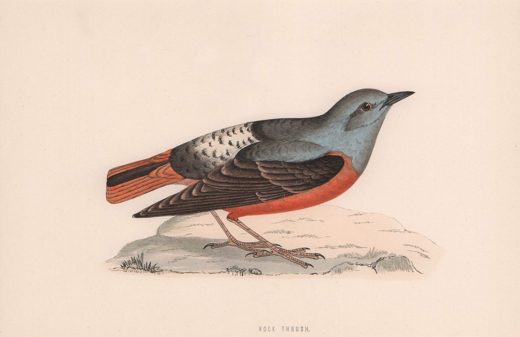 Rock Thrush. Morris's British Birds. Antique colour print 1870 old