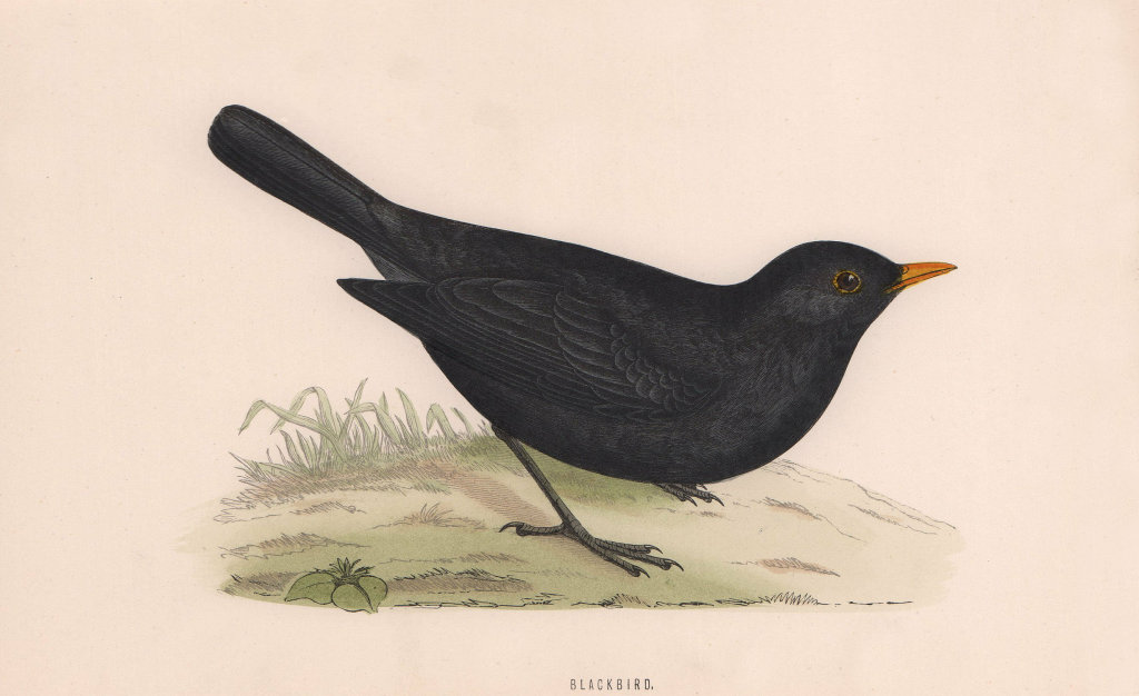 Blackbird. Morris's British Birds. Antique colour print 1870 old