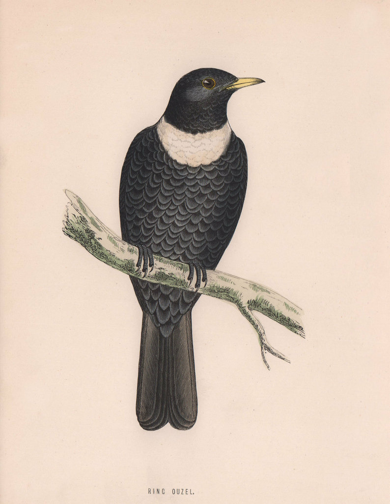 Ring Ouzel. Morris's British Birds. Antique colour print 1870 old