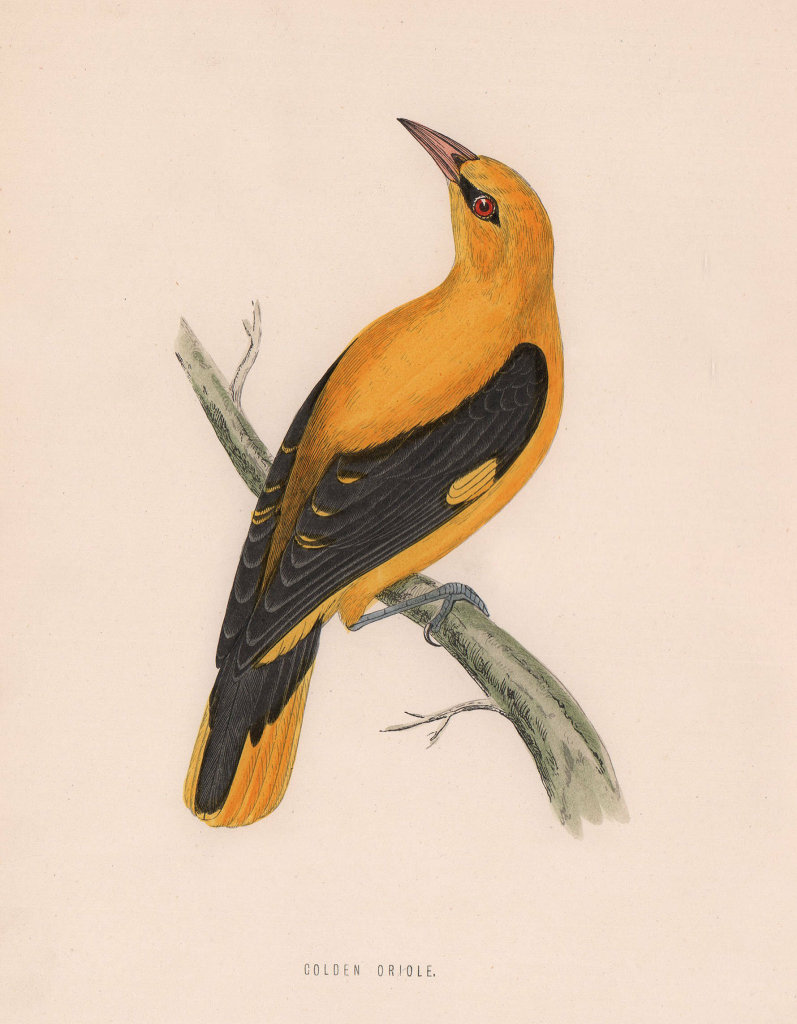 Golden Oriole. Morris's British Birds. Antique colour print 1870