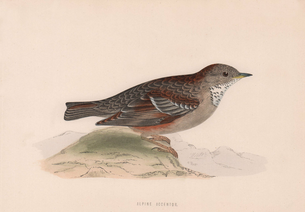 Alpine Accentor. Morris's British Birds. Antique colour print 1870 old