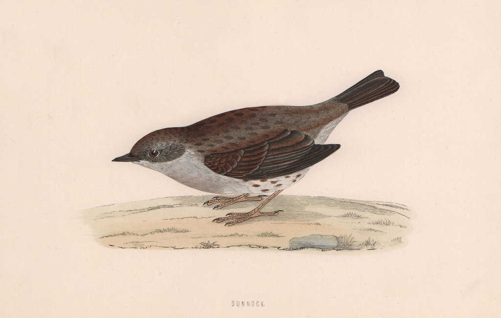 Dunnock. Morris's British Birds. Antique colour print 1870 old