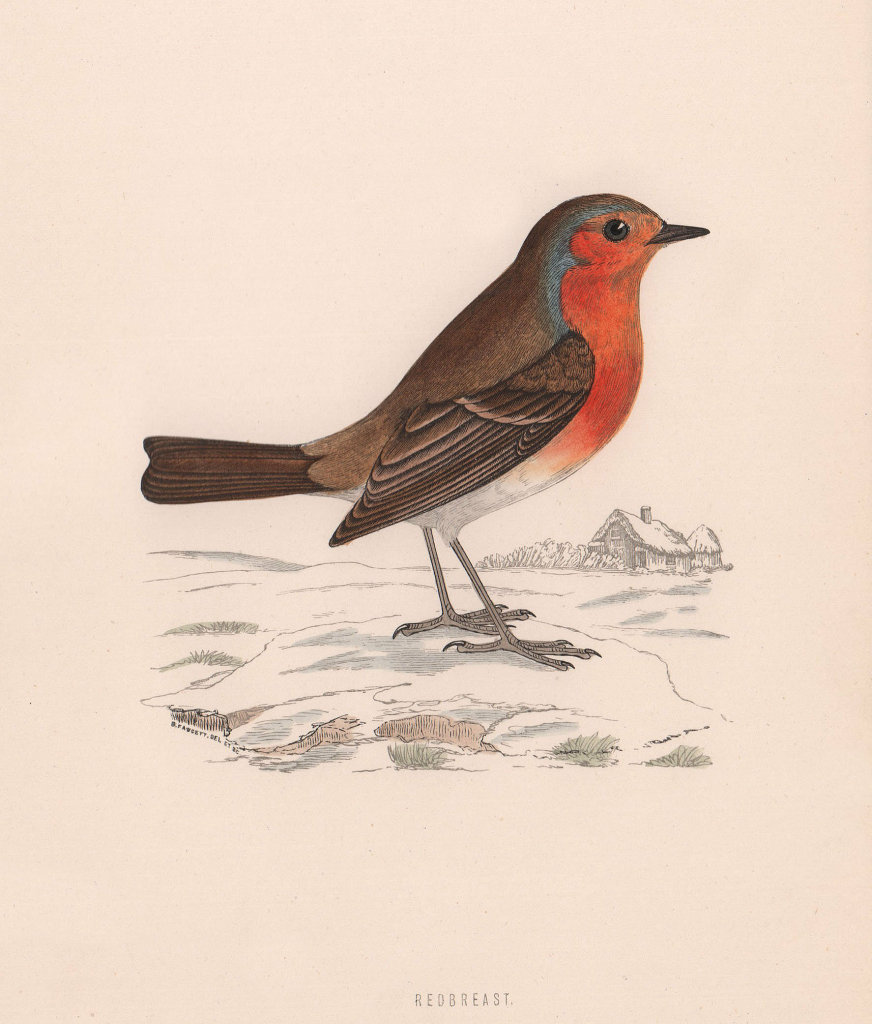 Redbreast. Morris's British Birds. Antique colour print 1870 old