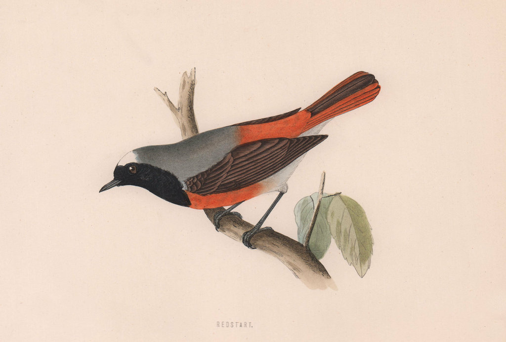 Associate Product Redstart. Morris's British Birds. Antique colour print 1870 old
