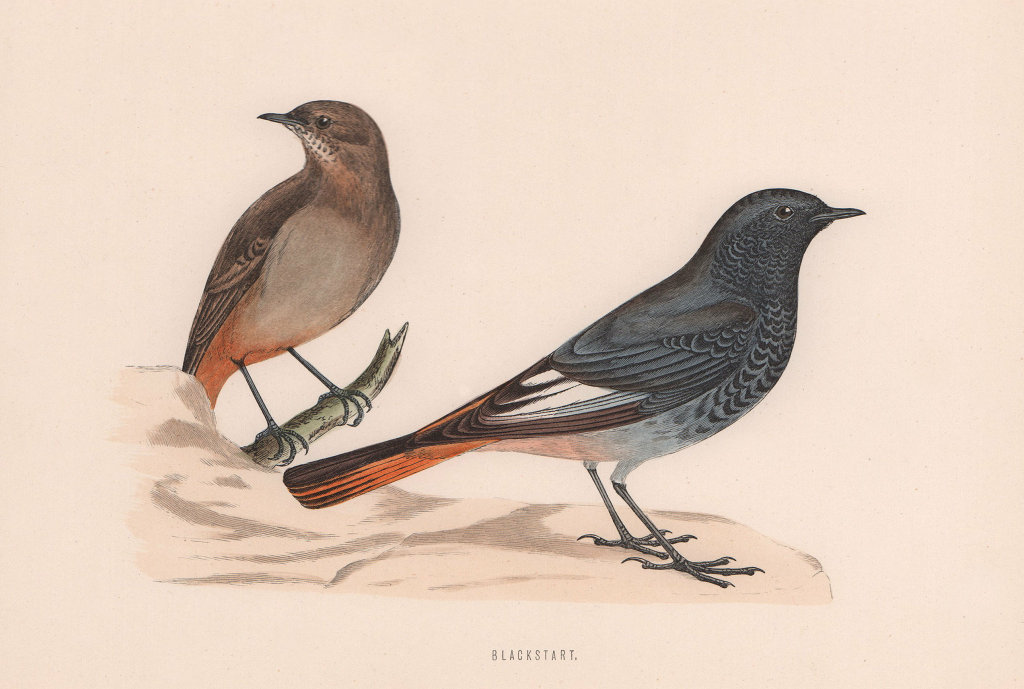 Blackstart. Morris's British Birds. Antique colour print 1870 old