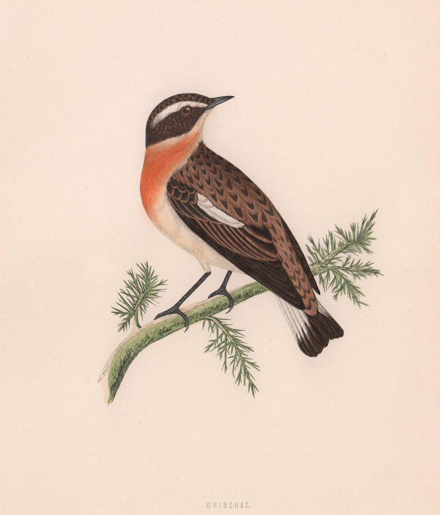 Whinchat. Morris's British Birds. Antique colour print 1870 old