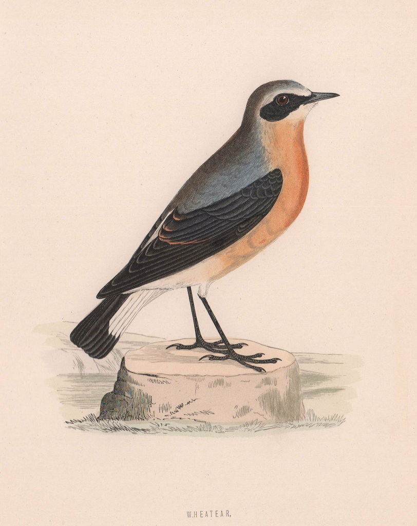 Associate Product Wheatear. Morris's British Birds. Antique colour print 1870 old