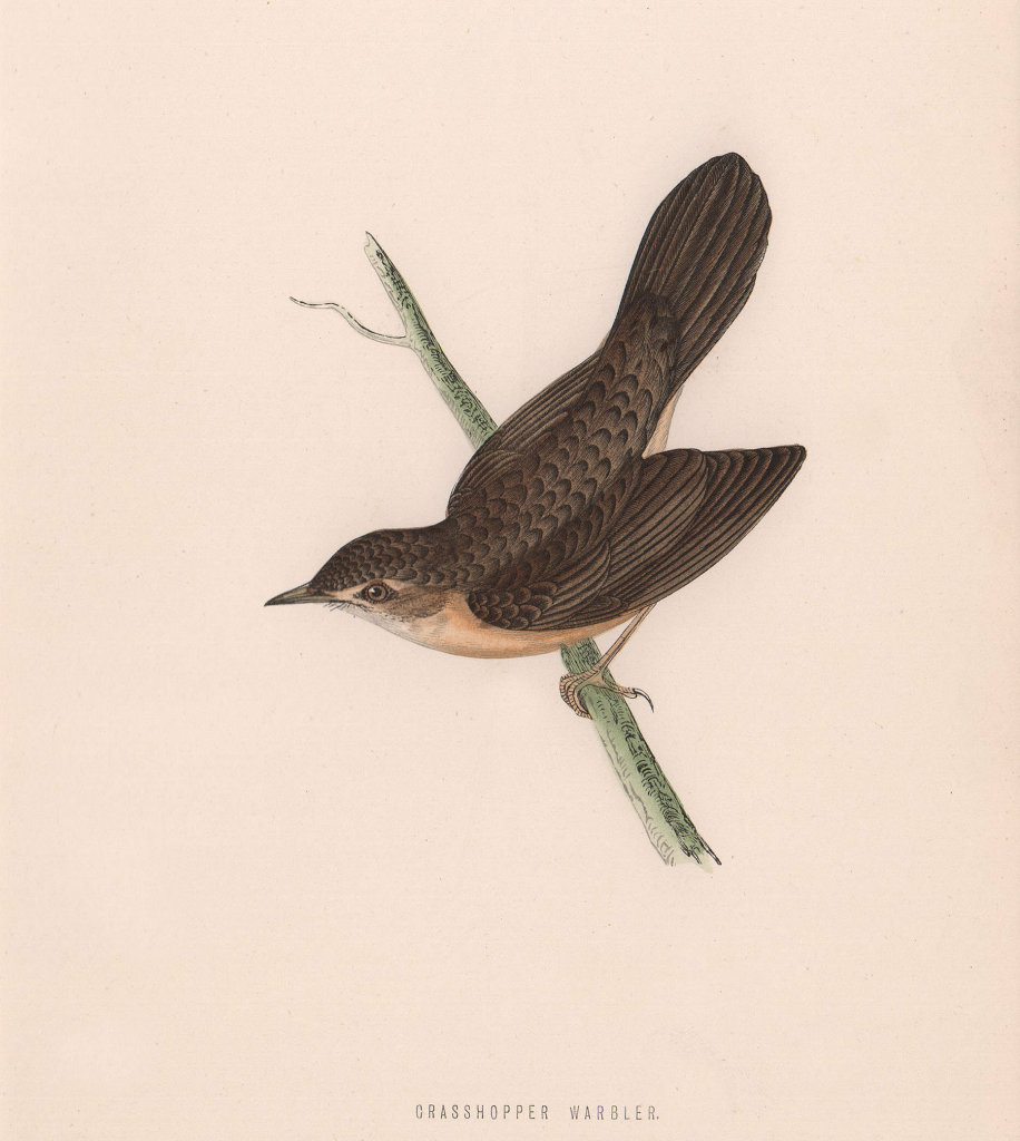 Associate Product Grasshopper Warbler. Morris's British Birds. Antique colour print 1870