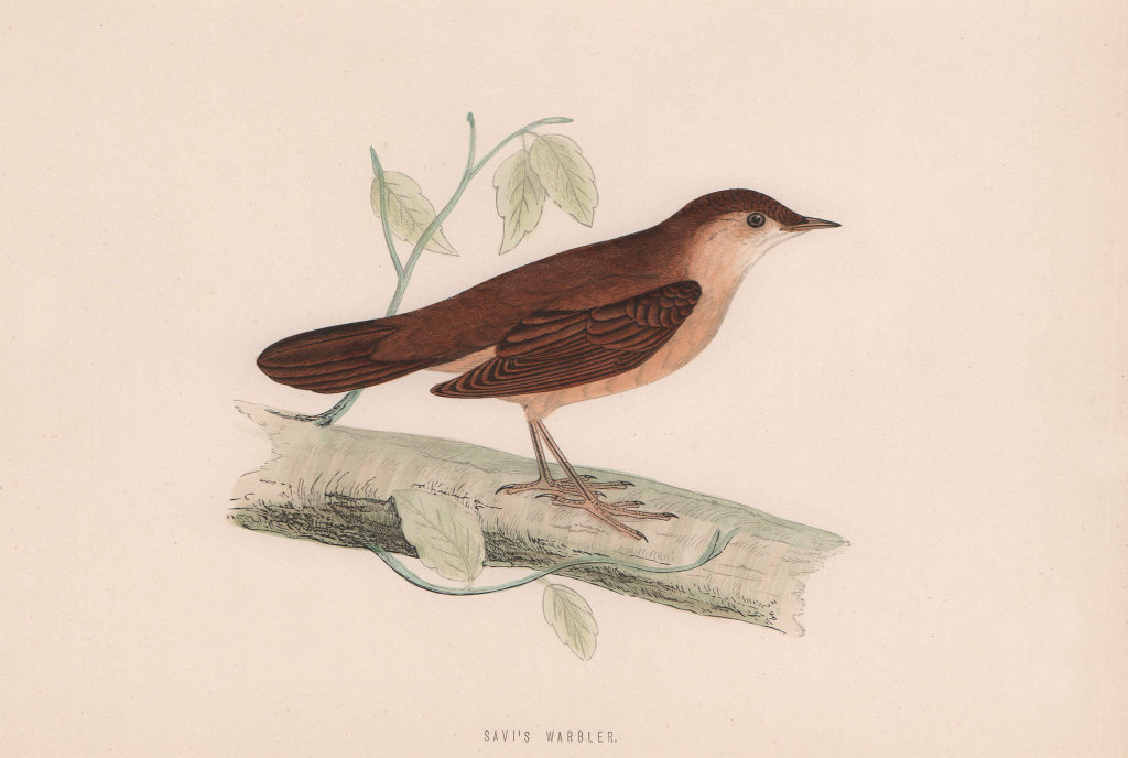 Savi's Warbler. Morris's British Birds. Antique colour print 1870 old