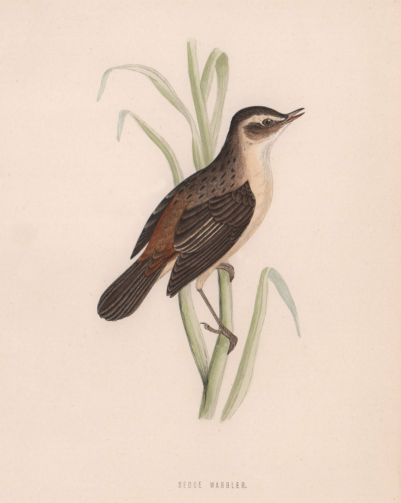 Sedge Warbler. Morris's British Birds. Antique colour print 1870 old