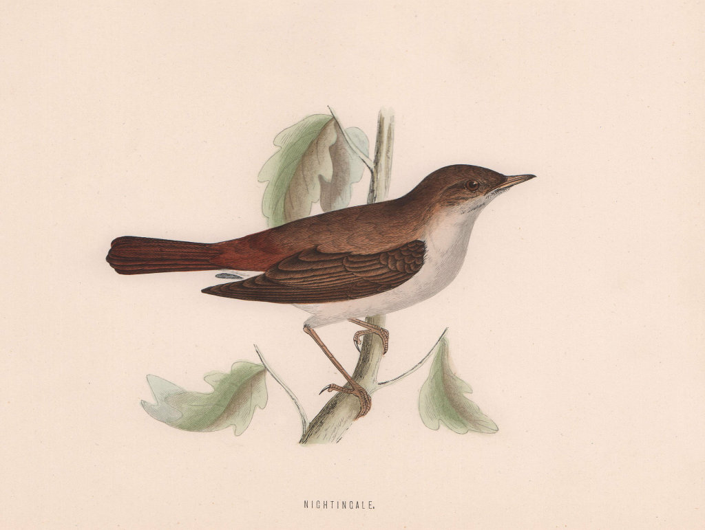 Nightingale. Morris's British Birds. Antique colour print 1870 old