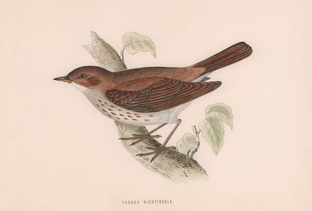 Thrush Nightingale. Morris's British Birds. Antique colour print 1870