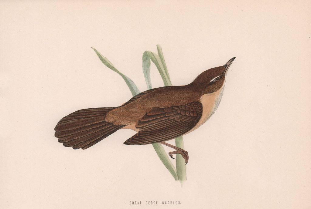Great Sedge Warbler. Morris's British Birds. Antique colour print 1870