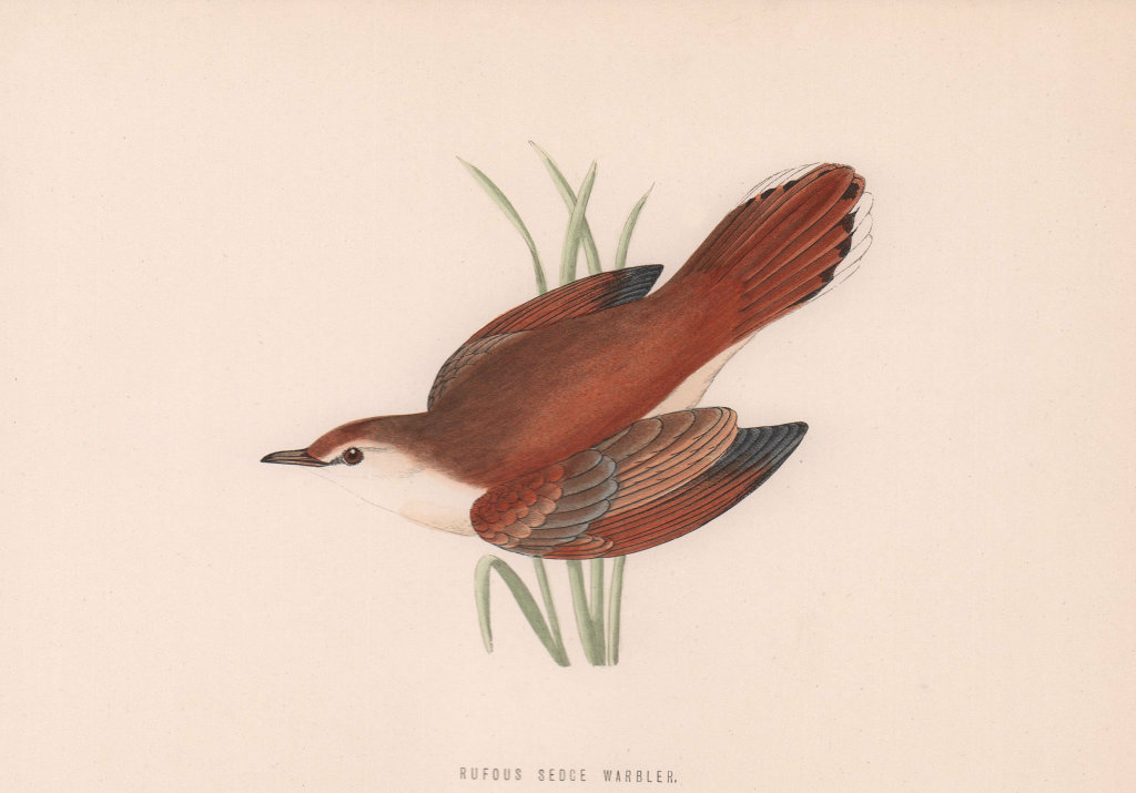 Rufous Sedge Warbler. Morris's British Birds. Antique colour print 1870