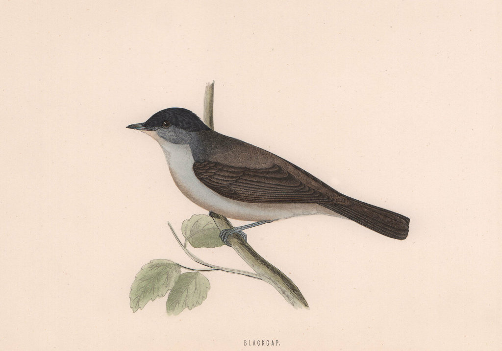 Blackcap. Morris's British Birds. Antique colour print 1870 old