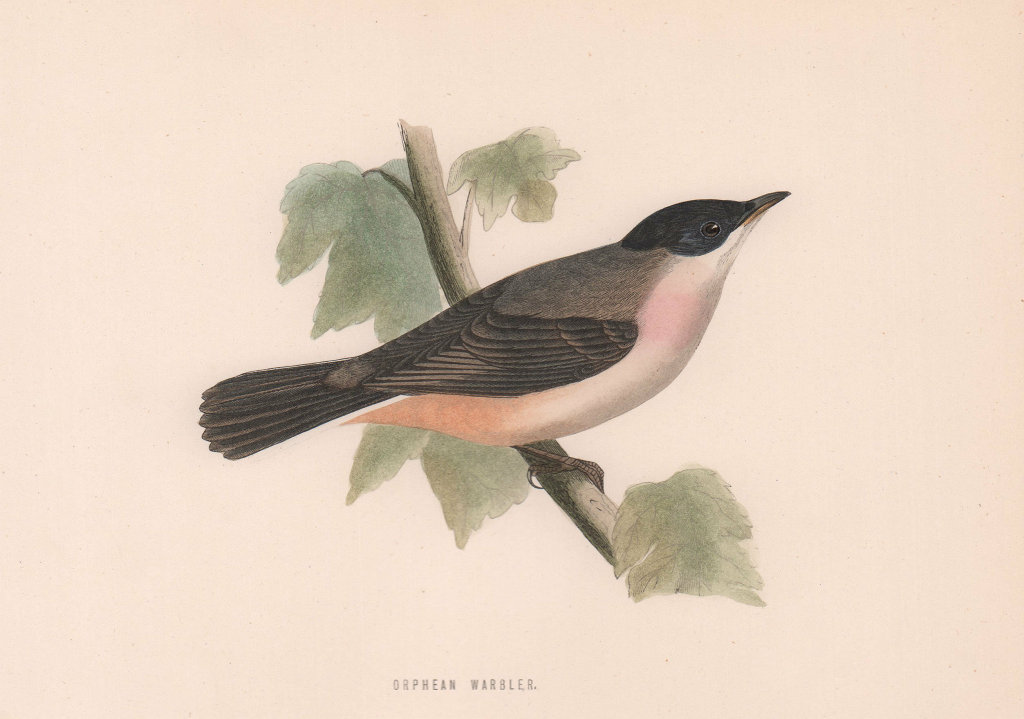 Orphean Warbler. Morris's British Birds. Antique colour print 1870 old