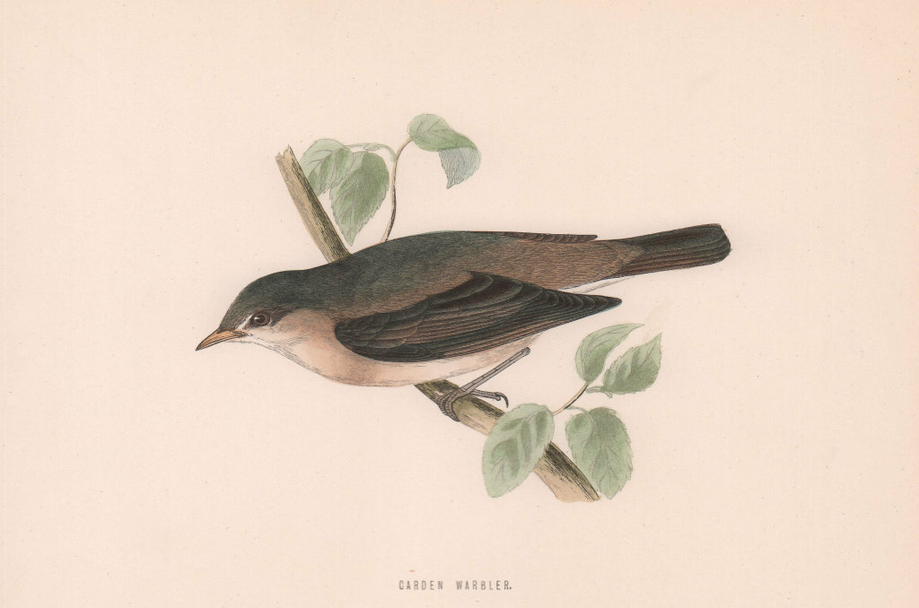 Garden Warbler. Morris's British Birds. Antique colour print 1870 old