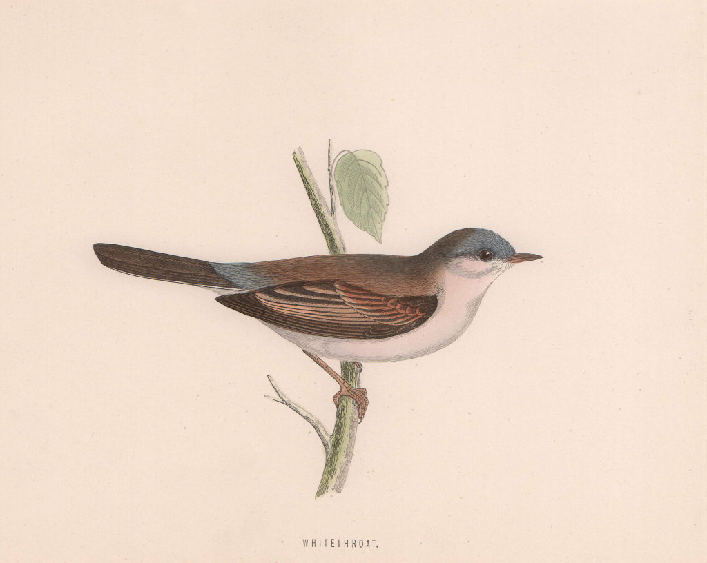 Associate Product Whitethroat. Morris's British Birds. Antique colour print 1870 old