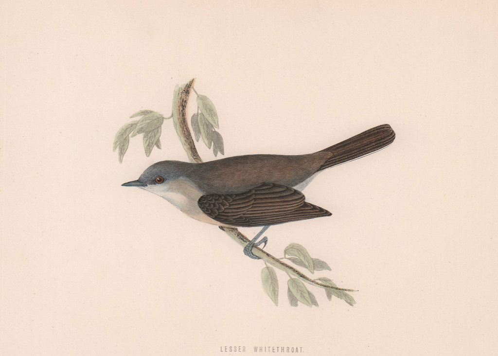 Lesser Whitethroat. Morris's British Birds. Antique colour print 1870